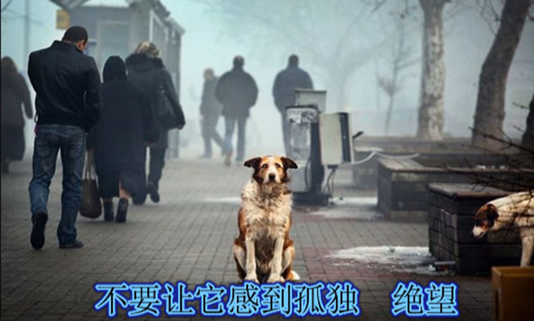 武隆爱影圈微博微信转发案例